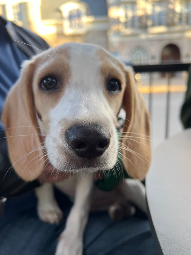 Enzo